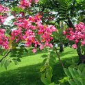 cassjava (6)