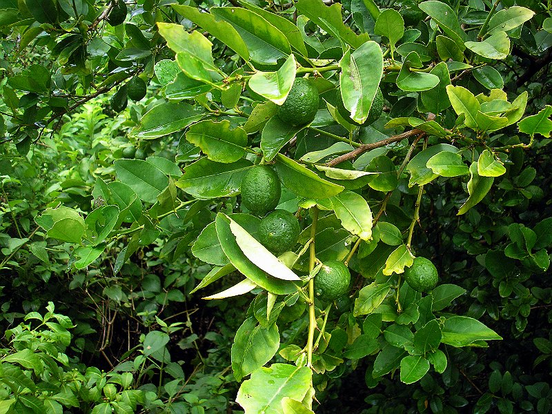 citraura  (1)